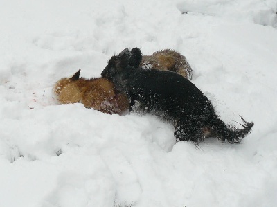 vom Teufelslied - Chasse aux renards 2010