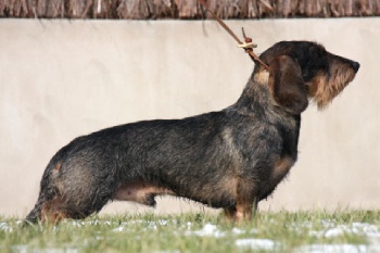 vom Teufelslied - BRENNEKE CHAMPION NATIONAL DE CHASSE PRATIQUE